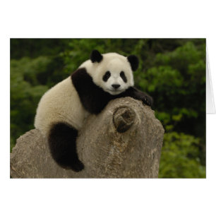 Riesiger Panda-Baby