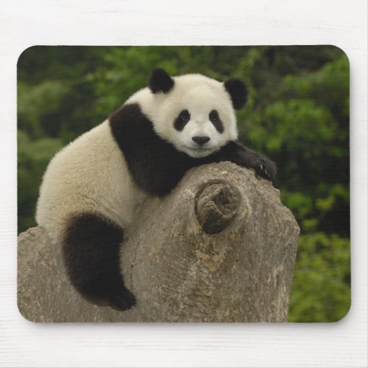 Riesiger Panda-Baby Mousepad (Vorne)