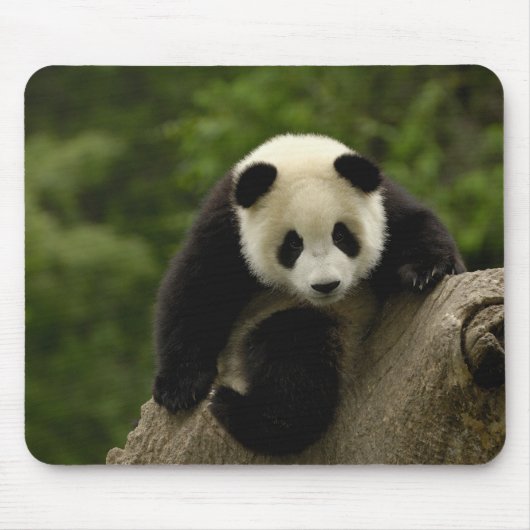 Riesiger Panda-Baby Mousepad (Vorne)