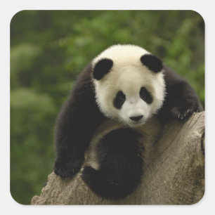 Riesiger Panda-Baby Quadratischer Aufkleber