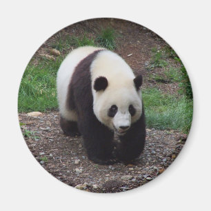 Riesiger Panda-Foto-Kreis-Magnet Magnet