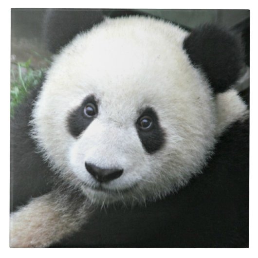 Riesiger Panda ruht auf einer grünen Wiese Fliese (Vorderseite)