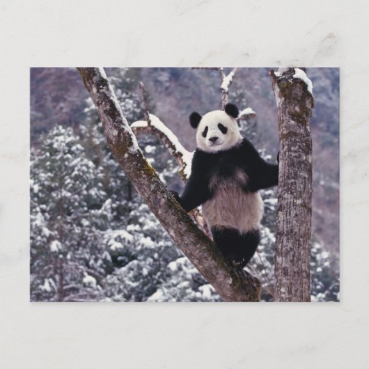Riesiger Panda stehend auf Baum, Wolong, Sichuan, Postkarte (Vorderseite)