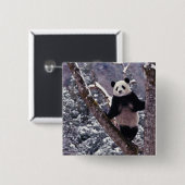 Riesiger Panda steht auf einem Baum, Wolong, Sichu Button (Vorne & Hinten)