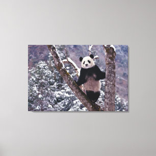 Riesiger Panda steht auf einem Baum, Wolong, Sichu Leinwanddruck
