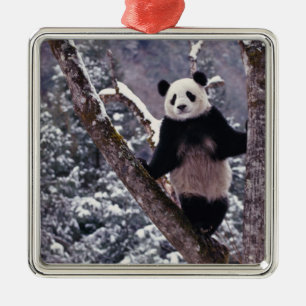 Riesiger Panda steht auf einem Baum, Wolong, Sichu Ornament Aus Metall