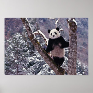 Riesiger Panda steht auf einem Baum, Wolong, Sichu Poster