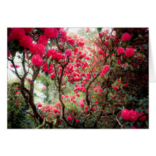 Riesiger Rhododendron