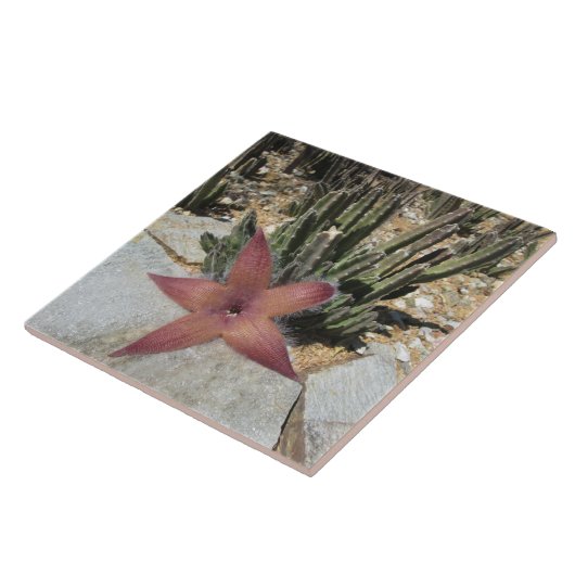 Riesiger Starfish-Kaktus Fliese (Seite)