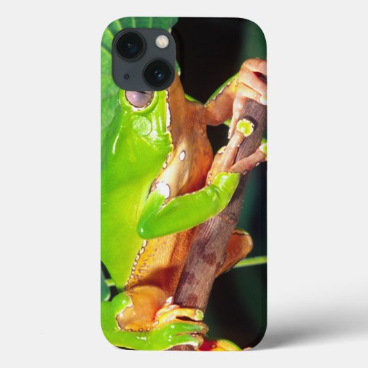 Riesiger zweifarbiger Affe Treefrog, Phyllomedusa Case-Mate iPhone Hülle (Rückseite)