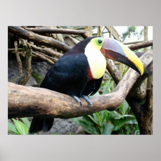Riesiges Foto eines wunderschönen Toucan! Poster