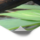 Riesiges Foto eines wunderschönen Toucan! Poster (Ecke)