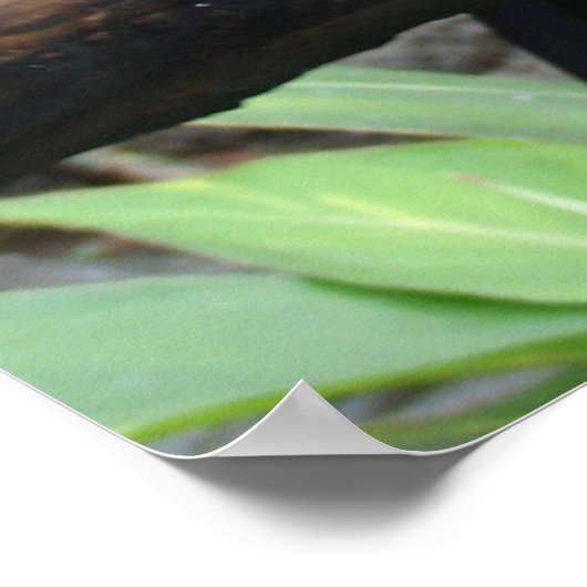 Riesiges Foto eines wunderschönen Toucan! Poster (Ecke)