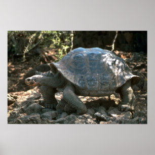 Riesiges kuppelförmiges Schildkröten-Gehen Poster