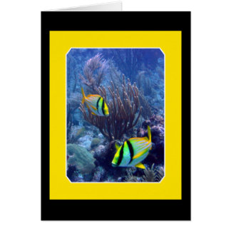 Riff - Ambergise Caye - Belize