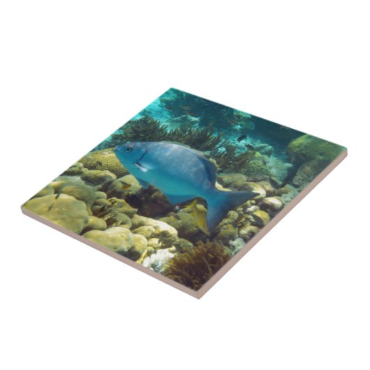 Riff-Fische Fliese (Seite)