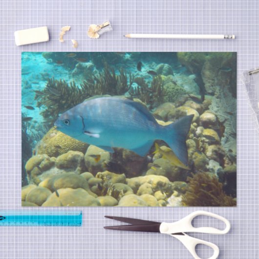 Riff-Fische Seidenpapier (Handwerk)