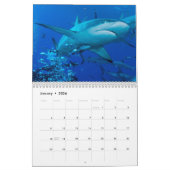 Riff-Haifisch-Great Barrier Reef Korallenmeer Kalender (Jan 2026)