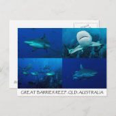 Riff-Haifische auf dem Great Barrier Reef Postkarte (Vorne/Hinten)