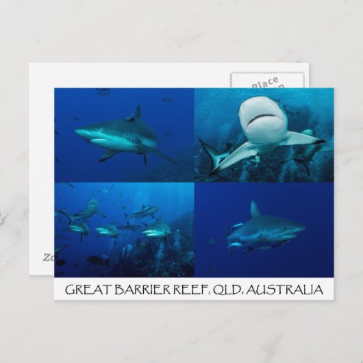 Riff-Haifische auf dem Great Barrier Reef Postkarte (Vorne/Hinten)