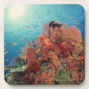 Riff landschaftlich von den harten Korallen, Getränkeuntersetzer