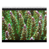 Riff-Ruhe-Kalender 2012 Kalender (Titelbild)