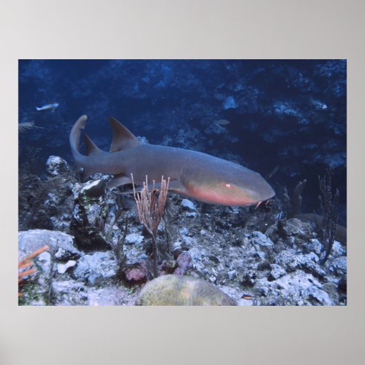 Rifffahrt Poster (Vorne)