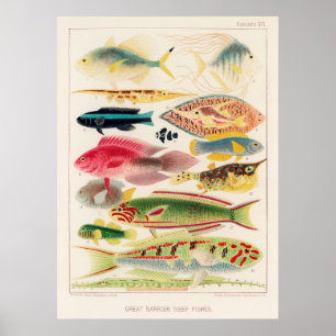 Rifffische aus Australien Poster