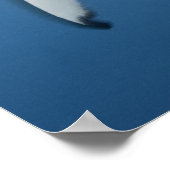 Riffhai (Carcharhinus amblyrhynchos) Poster (Ecke)