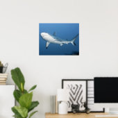 Riffhai (Carcharhinus amblyrhynchos) Poster (Heimbüro)