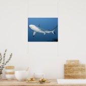 Riffhai (Carcharhinus amblyrhynchos) Poster (Küche)