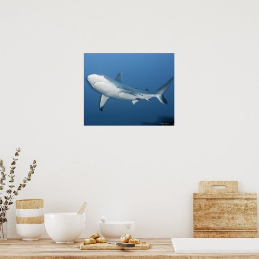 Riffhai (Carcharhinus amblyrhynchos) Poster (Küche)