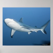 Riffhai (Carcharhinus amblyrhynchos) Poster (Vorne)