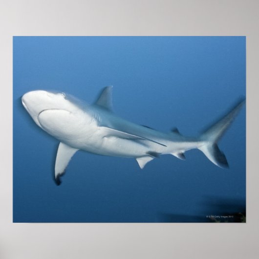 Riffhai (Carcharhinus amblyrhynchos) Poster (Vorne)