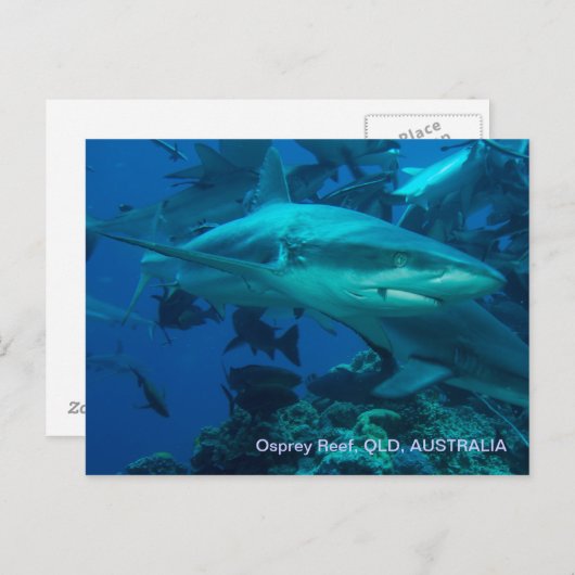 Riffhai Great Barrier Reef Korallenmeer Postkarte (Vorne/Hinten)