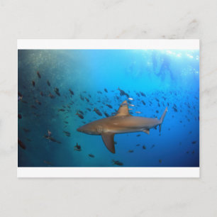 Riffhai Postkarte