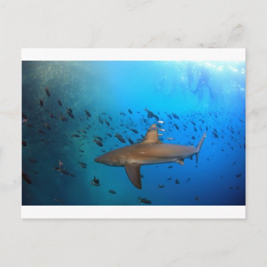 Riffhai Postkarte (Vorderseite)
