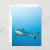 Riffhaie (Carcharhinus amblyrhnchos) Postkarte (Vorne/Hinten)