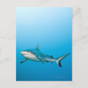 Riffhaie (Carcharhinus amblyrhnchos) Postkarte