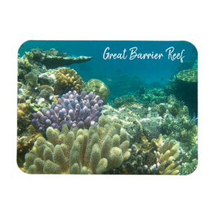 Riffkorallenriff Magnet