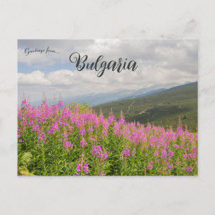 Rila-Gebirge und rosa Blumen in Bulgarien Postkarte