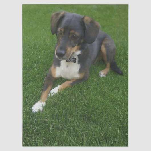 Riley Seidenpapier (Vorderseite)