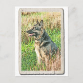 Rin Tin Tribute Postkarte (Vorderseite)