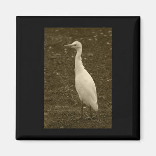 Rind Egret Lanzarote Farbsticker Magnet
