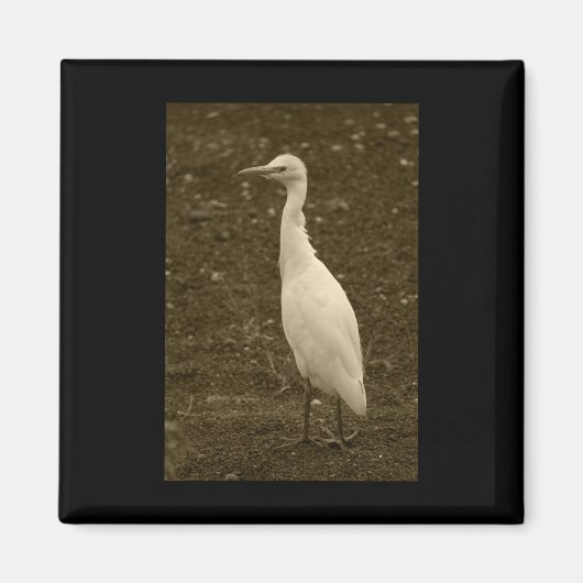 Rind Egret Lanzarote Farbsticker Magnet (Vorne)