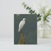Rind Egret Postcard Postkarte (Stehend Vorderseite)