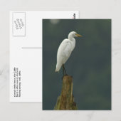 Rind Egret Postcard Postkarte (Vorne/Hinten)