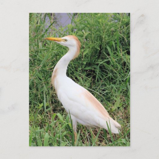 Rind Egret Postkarte (Vorderseite)