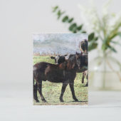 Rind Postkarte (Stehend Vorderseite)