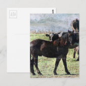 Rind Postkarte (Vorne/Hinten)
